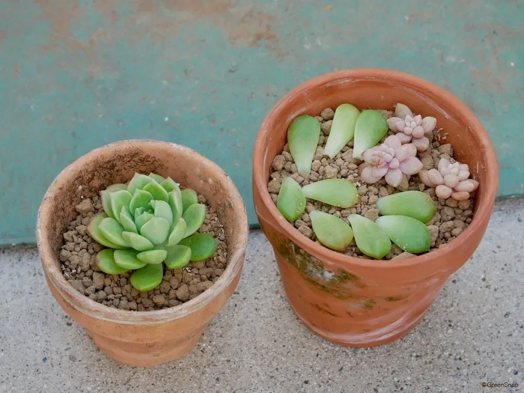 多肉植物 増やし方 簡単 初心者さんが感動！お金をかけずに理想の多肉植物パラダイスを作る究極ガイド